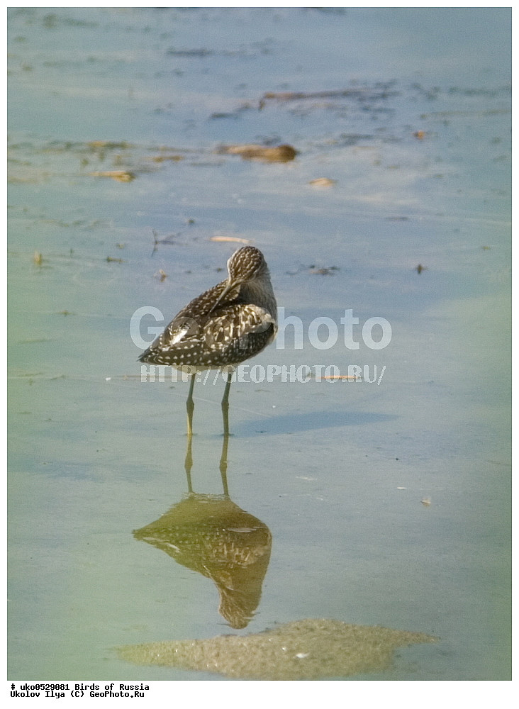 �����������, ���������� �������, ����������� ����� ������, ������, ��������, ��������, �����, �����, ��������, �����������, �����, ������, XYZ, ���������, Scolopacidae, ����, Tringa glareola