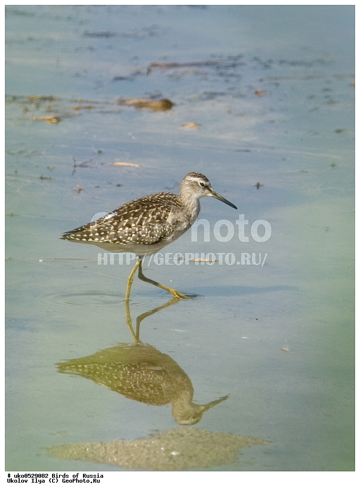 �����������, ���������� �������, ����������� ����� ������, ������, ��������, ��������, �����, �����, ��������, �����������, �����, ������, XYZ, ���������, Scolopacidae, ����, Tringa glareola