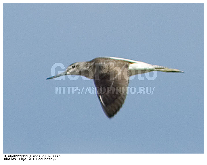 �����������, ���������� �������, ����������� ����� ������, ������, ��������, ��������, �����, �����, ��������, �����������, �����, ������, XYZ, ���������, Scolopacidae, ������� ����, Tringa nebularia