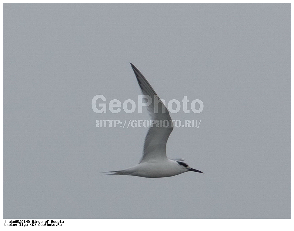 ����������� ����� ������, ������, ��������, ��������, �����, �����, ��������, �����������, ������� �����, ������� �����, XYZ, ���������, Sternidae, ����������� ������, Thalasseus sandvicensis