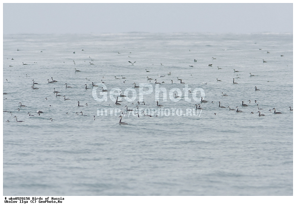  �����������, ���������� �������, ����������� ����� ������, ������, ��������, ��������, �����, �����, ��������, �����������, ������� �����, ������� �����, XYZ, ����������, Podicipedidae, ������� �������, �����, Podiceps cristatus