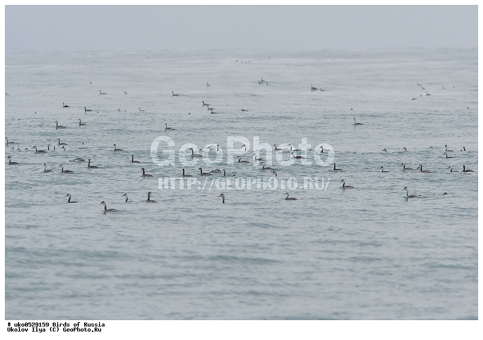  �����������, ���������� �������, ����������� ����� ������, ������, ��������, ��������, �����, �����, ��������, �����������, ������� �����, ������� �����, XYZ, ����������, Podicipedidae, ������� �������, �����, Podiceps cristatus