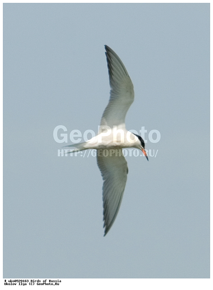 �����������, ���������� �������, ����������� ����� ������, ������, ��������, ��������, �����, �����, ��������, �����������, ������� �����, ������� �����, XYZ, ���������, Sternidae, ������ ������, ������������ ������, Sterna hirundo