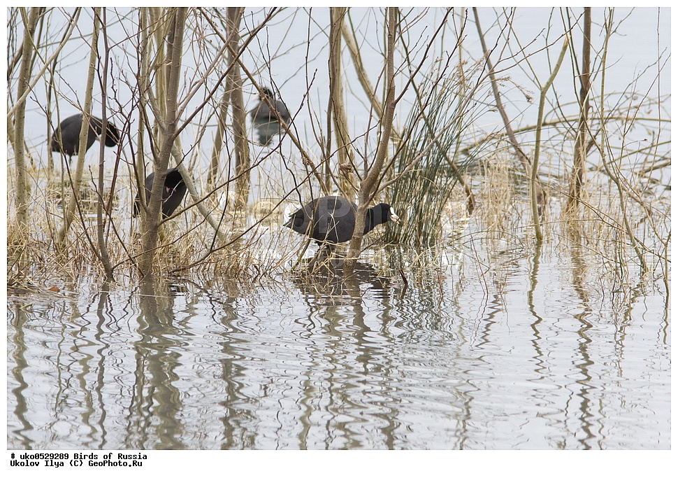 �����������, ���������� �������, ����������� ����� ������, ������, ��������, ��������, �����, �����, ��������, �����������, XYZ, �����������, Rallidae, ������, �����, Fulica atra