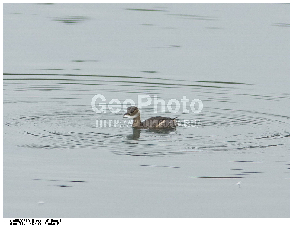 �����������, ���������� �������, ����������� ����� ������, ������, ��������, ��������, �����, �����, ��������, �����������, ������� �����, ������� �����, XYZ, ����������, Podicipedidae, ����� �������, Podiceps ruficollis, Tachybaptus ruficollis