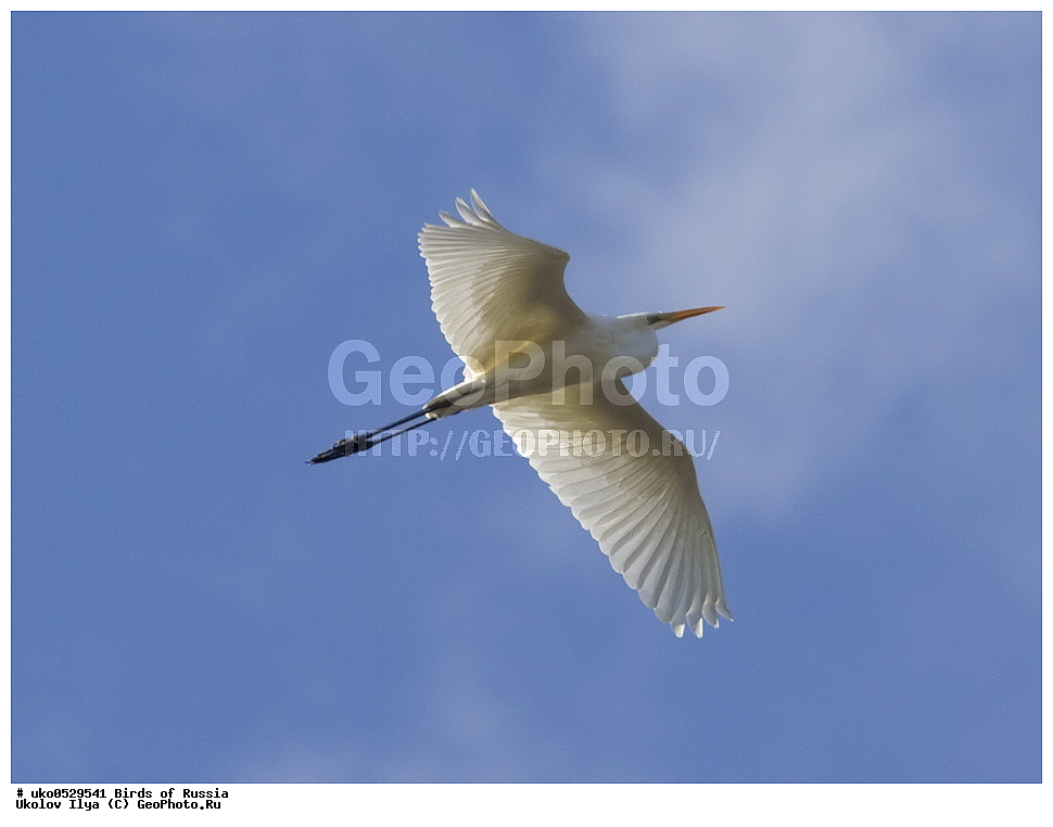 ����������� ����� ������, ������, ��������, ��������, �����, �����, ��������, �����������, XYZ, ��������, Ardeidae, ������� ����� �����, Egretta alba, Ardea alba, Casmerodius albus