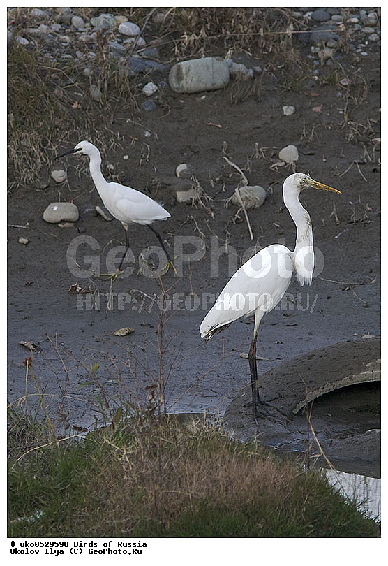 ����������� ����� ������, ������, ��������, ��������, �����, �����, ��������, �����������, XYZ, ��������, Ardeidae, ������� ����� �����, Egretta alba, Ardea alba, Casmerodius albus