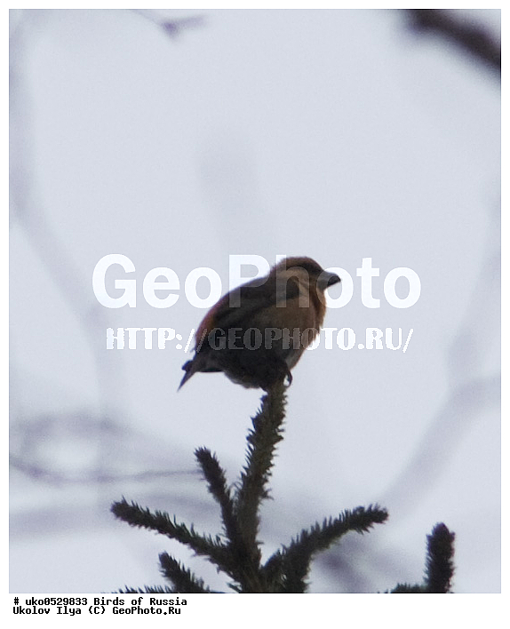 ������, ��������, ��������, �����, �����, ��������, �����������, XYZ, ���������, Fringillidae, ����-������, ������������ ����, �����-������, ������������ �����, Loxia curvirostra, ����������� ����� ������, �����������, ���������� �������