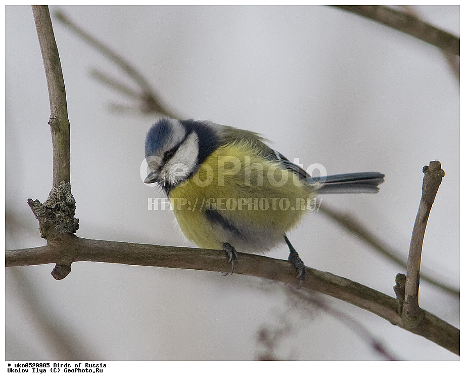 �����������, ���������� �������, ����������� ����� ������, ������, ��������, ��������, �����, �����, ��������, �����������, XYZ, ���������, Paridae, ������������ ���������, ������ ���������, ������� ���������, ���������, Cyanistes caeruleus, Parus caeruleus