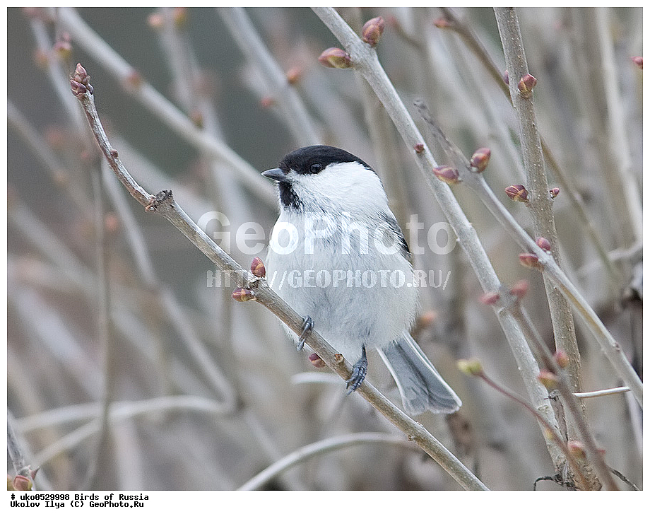 �����������, ���������� �������, ����������� ����� ������, ������, ��������, ��������, �����, �����, ��������, �����������, XYZ, ���������, Paridae, ����������� ������, ������, Poecile montanus, Parus montanus