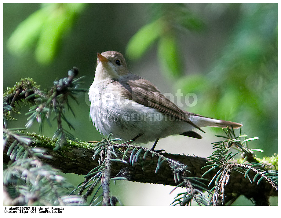 �����������, ���������� �������, ����������� ����� ������, ������, ��������, ��������, �����, �����, ��������, �����������, XYZ, ������������, Muscicapidae, ����� ���������, Ficedula parva