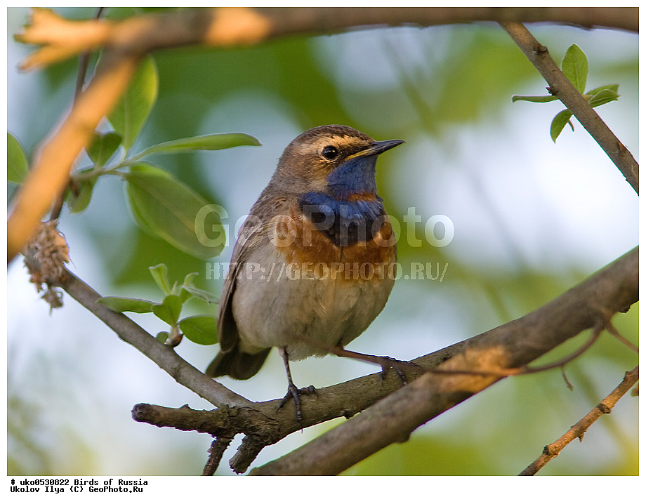 �����������, ���������� �������, ����������� ����� ������, ������, ��������, ��������, �����, �����, ��������, �����������, XYZ, ������������, Muscicapidae, ���������, Luscinia svecica