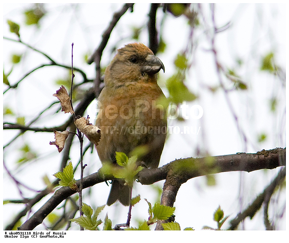 ������, ��������, ��������, �����, �����, ��������, �����������, XYZ, ���������, Fringillidae, ����-��������, �����-��������, Loxia pytyopsittacus, ����������� ����� ������, �����������, ���������� �������