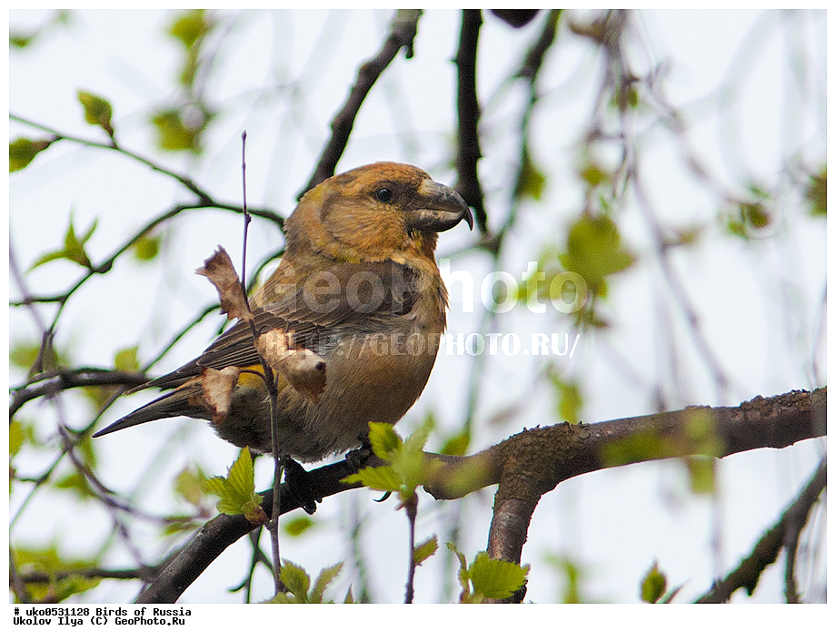 ������, ��������, ��������, �����, �����, ��������, �����������, XYZ, ���������, Fringillidae, ����-��������, �����-��������, Loxia pytyopsittacus, ����������� ����� ������, �����������, ���������� �������