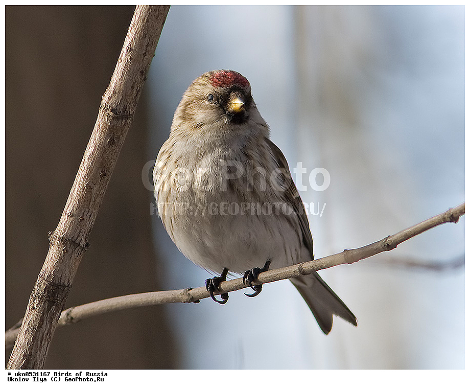 ������, ��������, ��������, �����, �����, ��������, �����������, XYZ, ���������, Fringillidae, ������������ �������, �������, ������� ������������ �������, Acanthis flammea, Carduelis flammea, ����������� ����� ������, �����������, ���������� �������
