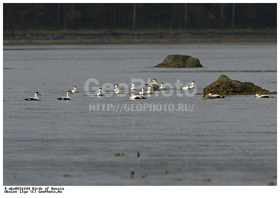 ����������� ����� ������, ������, ��������, ��������, �����, �����, ��������, �����������, �����������������, ������������� �����, ������������� �����, XYZ, ������, Anatidae, ������������ ����, Somateria mollissima