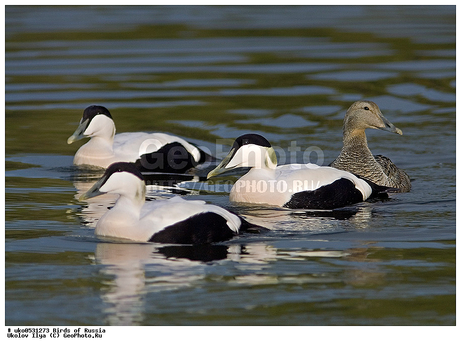 ����������� ����� ������, ������, ��������, ��������, �����, �����, ��������, �����������, �����������������, ������������� �����, ������������� �����, XYZ, ������, Anatidae, ������������ ����, Somateria mollissima