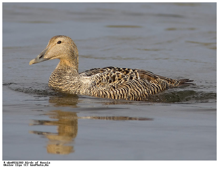 ����������� ����� ������, ������, ��������, ��������, �����, �����, ��������, �����������, �����������������, ������������� �����, ������������� �����, XYZ, ������, Anatidae, ������������ ����, Somateria mollissima