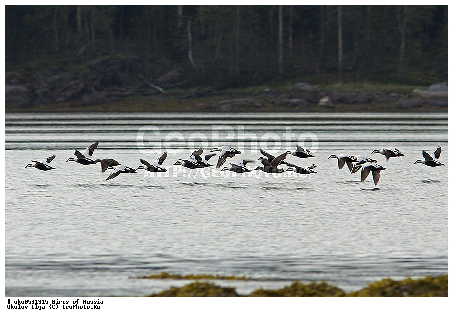 ����������� ����� ������, ������, ��������, ��������, �����, �����, ��������, �����������, �����������������, ������������� �����, ������������� �����, XYZ, ������, Anatidae, ������������ ����, Somateria mollissima