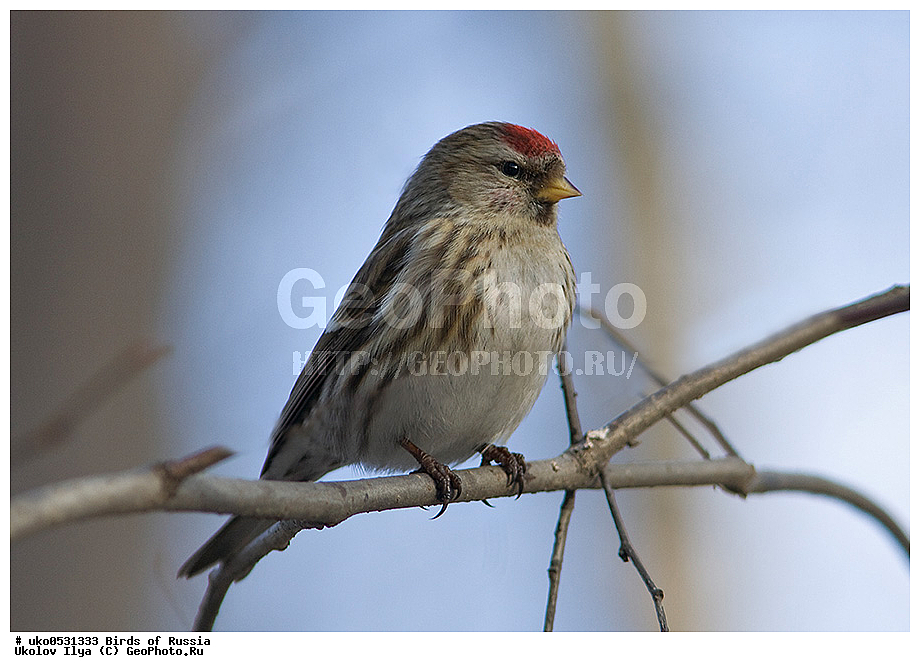 ������, ��������, ��������, �����, �����, ��������, �����������, XYZ, ���������, Fringillidae, ������������ �������, �������, ������� ������������ �������, Acanthis flammea, Carduelis flammea, ����������� ����� ������, �����������, ���������� �������