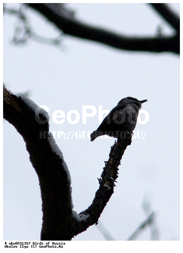 �����������, ���������� �������, ����������� ����� ������, ������, ��������, ��������, �����, �����, ��������, �����������, XYZ, �����������, Sittidae, ������������ ���������, �����, Sitta europaea