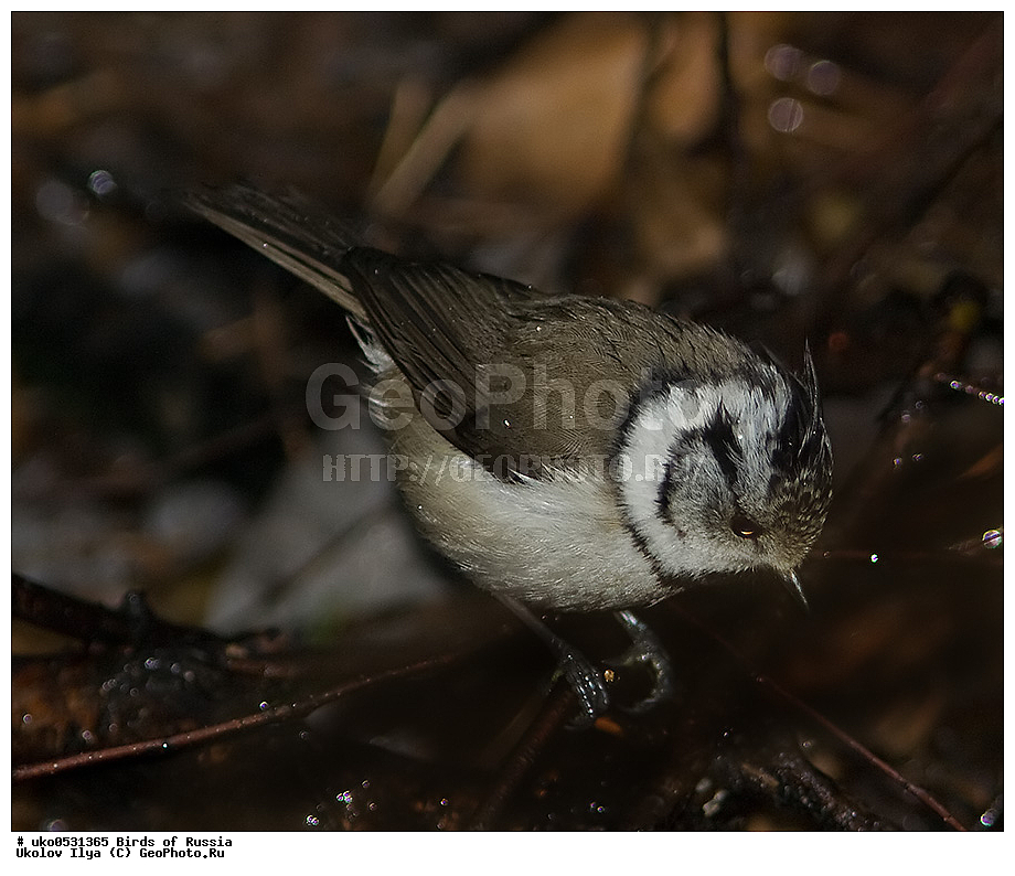 �����������, ���������� �������, ����������� ����� ������, ������, ��������, ��������, �����, �����, ��������, �����������, XYZ, ���������, Paridae, �������� ������, ���������, �������, ����������, ��������, Lophophanes cristatus, Parus cristatus