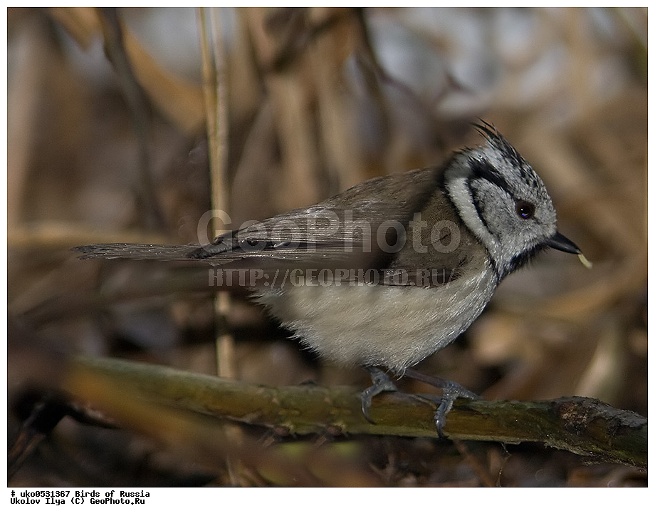 �����������, ���������� �������, ����������� ����� ������, ������, ��������, ��������, �����, �����, ��������, �����������, XYZ, ���������, Paridae, �������� ������, ���������, �������, ����������, ��������, Lophophanes cristatus, Parus cristatus