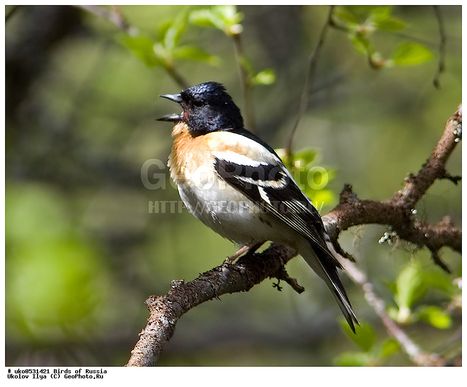 ������, ��������, ��������, �����, �����, ��������, �����������, XYZ, ���������, Fringillidae, ������, Fringilla montifringilla, ����������� ����� ������, �����������, ���������� �������