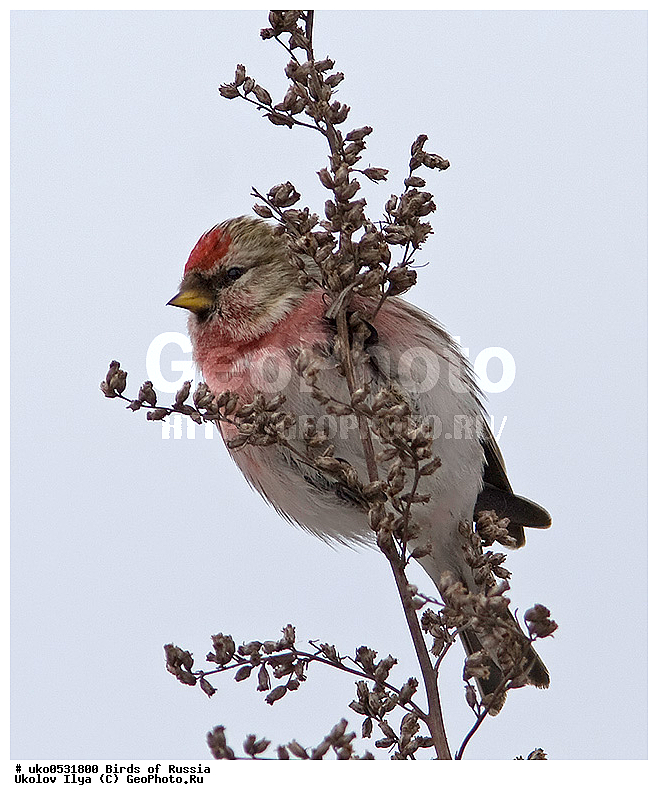 ������, ��������, ��������, �����, �����, ��������, �����������, XYZ, ���������, Fringillidae, ������������ �������, �������, ������� ������������ �������, Acanthis flammea, Carduelis flammea, ����������� ����� ������, �����������, ���������� �������
