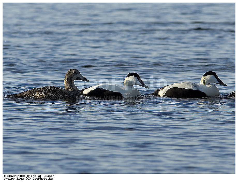 ����������� ����� ������, ������, ��������, ��������, �����, �����, ��������, �����������, �����������������, ������������� �����, ������������� �����, XYZ, ������, Anatidae, ������������ ����, Somateria mollissima