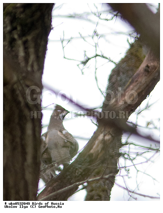 �����������, ���������� �������, ����������� ����� ������, ������, ��������, ��������, �����, �����, ��������, �����������, XYZ, �����������, Tetraonidae, ������, Tetrastes bonasia, Bonasa bonasia