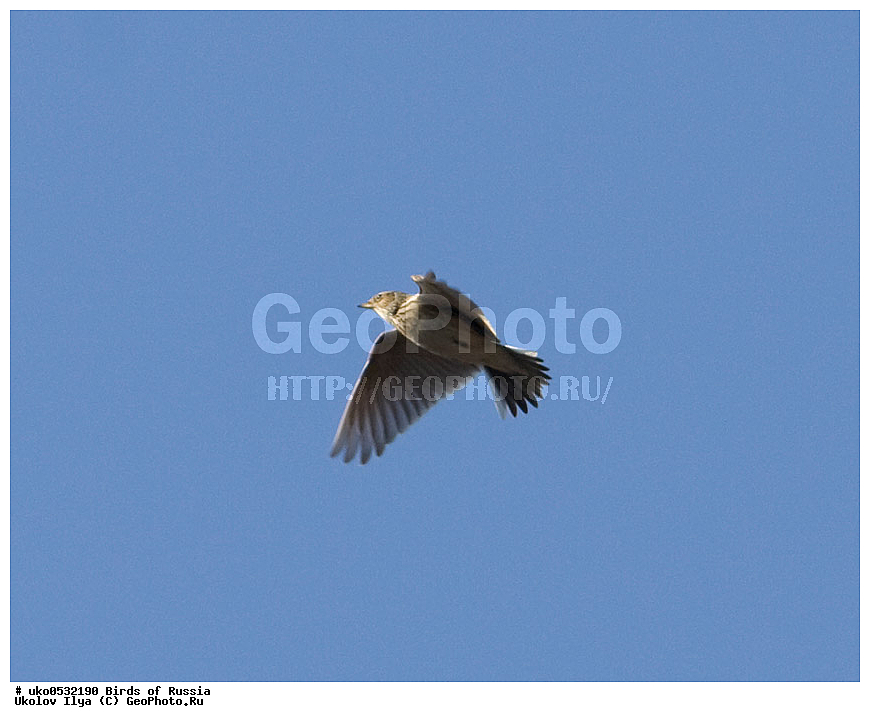 �����������, ���������� �������, ����������� ����� ������, ������, ��������, ��������, �����, �����, ��������, �����������, XYZ, ������������, Alaudidae, ������� ���������, Alauda arvensis