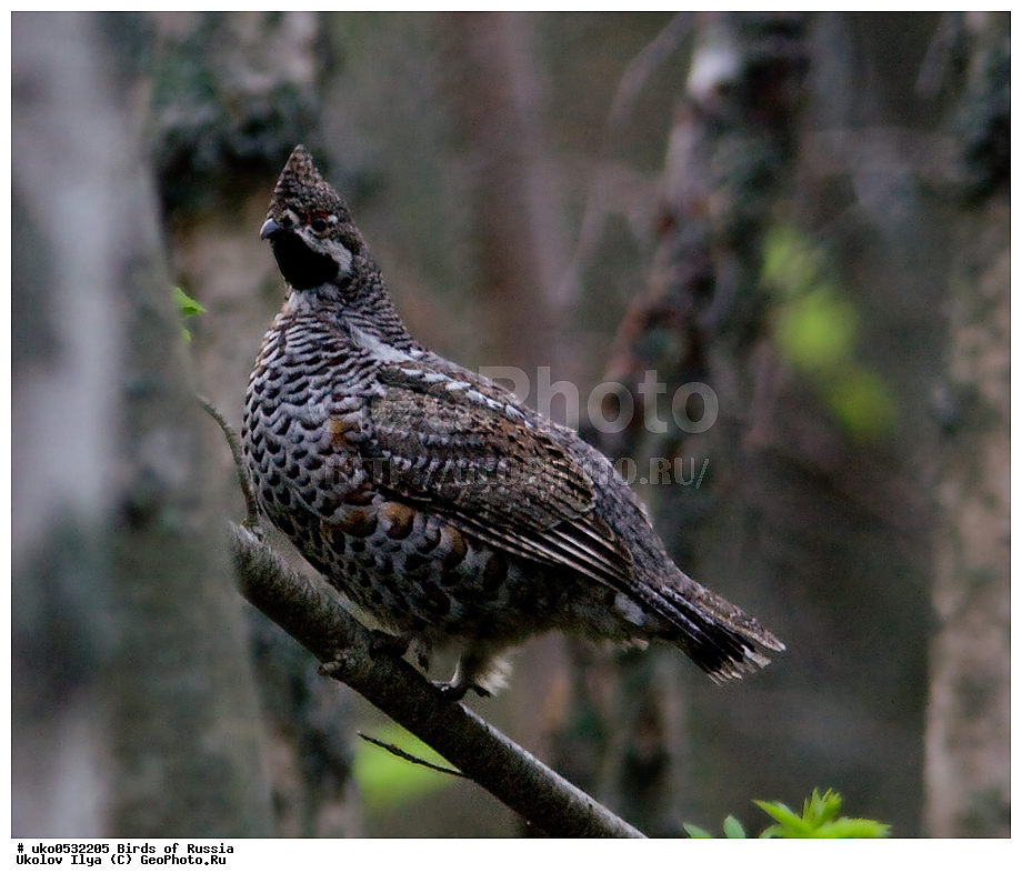 �����������, ���������� �������, ����������� ����� ������, ������, ��������, ��������, �����, �����, ��������, �����������, XYZ, �����������, Tetraonidae, ������, Tetrastes bonasia, Bonasa bonasia