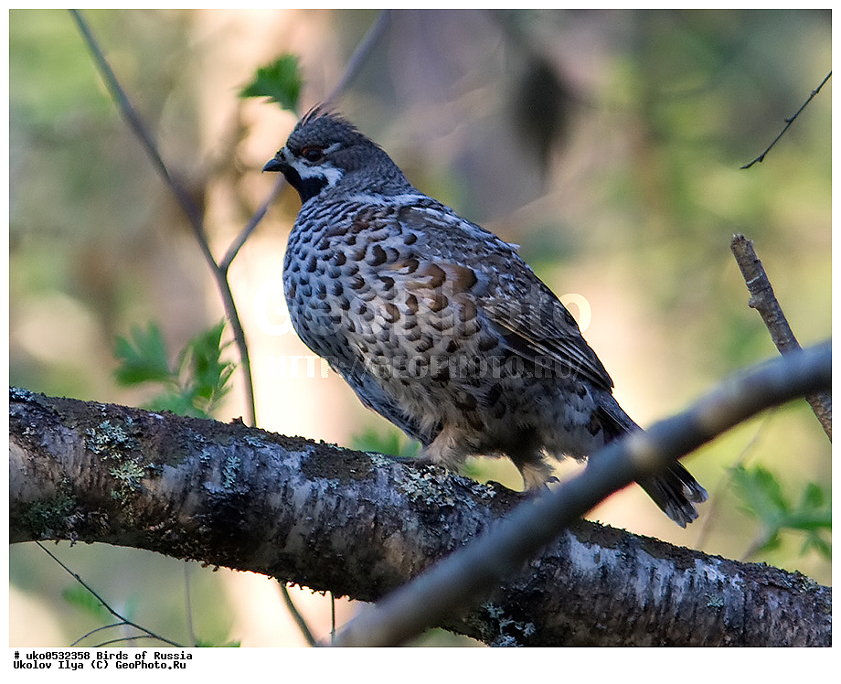 �����������, ���������� �������, ����������� ����� ������, ������, ��������, ��������, �����, �����, ��������, �����������, XYZ, �����������, Tetraonidae, ������, Tetrastes bonasia, Bonasa bonasia