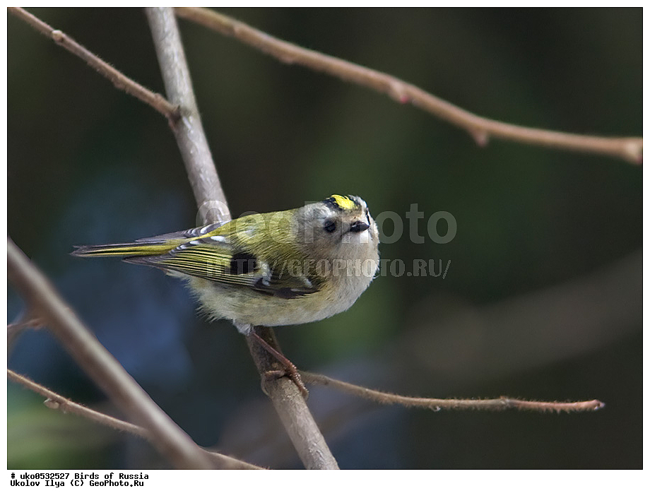 ������, ��������, ��������, �����, �����, ��������, �����������, XYZ, �����������, Regulidae, ������������ ������, ������������ �������, Regulus regulus, ����������� ����� ������, �����������, ���������� �������