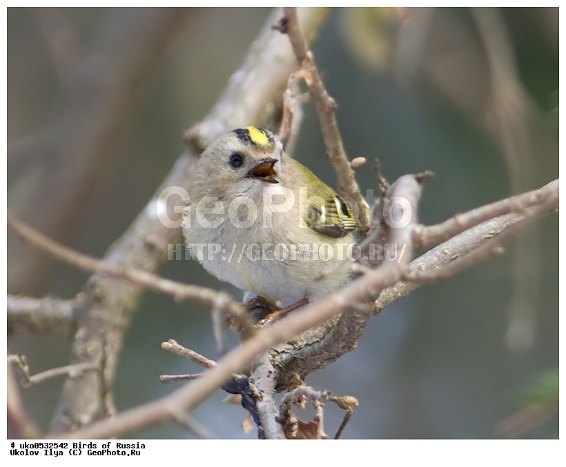 ������, ��������, ��������, �����, �����, ��������, �����������, XYZ, �����������, Regulidae, ������������ ������, ������������ �������, Regulus regulus, ����������� ����� ������, �����������, ���������� �������