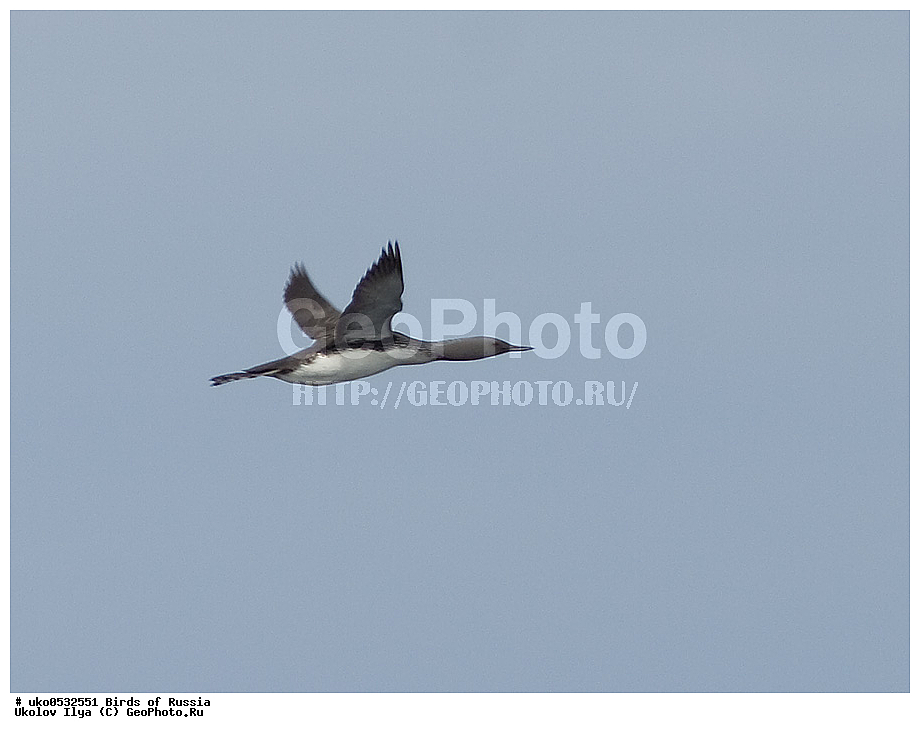 ����������� ����� ������, ������, ��������, ��������, �����, �����, ��������, �����������, ������� �����, ������� �����, XYZ, ���������, Gaviidae, ����������� ������, Gavia stellata