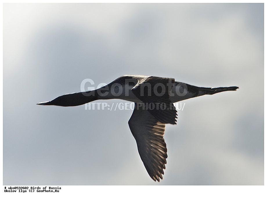 ����������� ����� ������, ������, ��������, ��������, �����, �����, ��������, �����������, ������� �����, ������� �����, XYZ, ���������, Gaviidae, ����������� ������, Gavia stellata