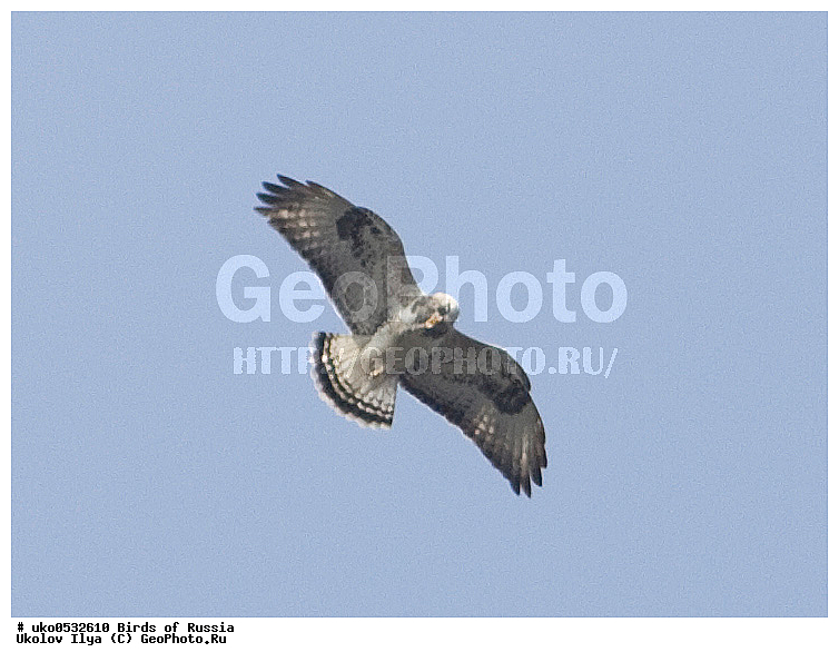 �����������, ���������� �������, ����������� ����� ������, ������, ��������, ��������, �����, �����, ��������, �����������, ������ �����, ������ �����, XYZ, ����������, Accipitridae, ������, ���������� �����, Buteo lagopus