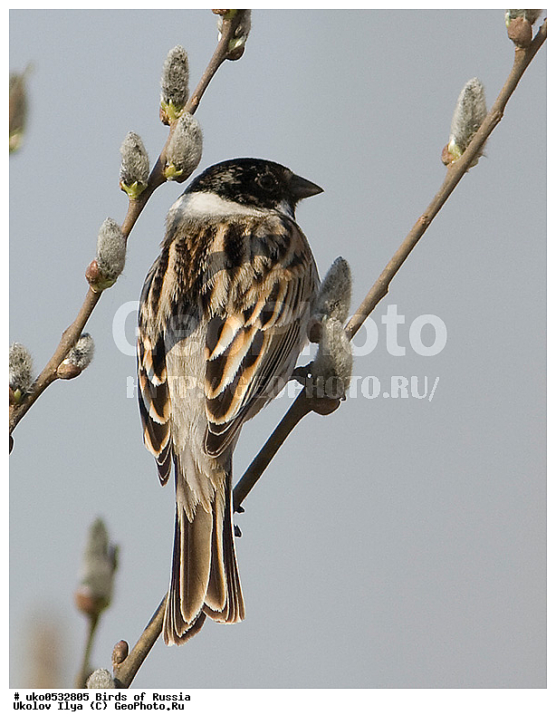 �����������, ���������� �������, ����������� ����� ������, ������, ��������, ��������, �����, �����, ��������, �����������, XYZ, ����������, Emberizidae, ��������� �������, ������������ �������, ��������, Emberiza schoeniclus, Schoeniclus schoeniclus