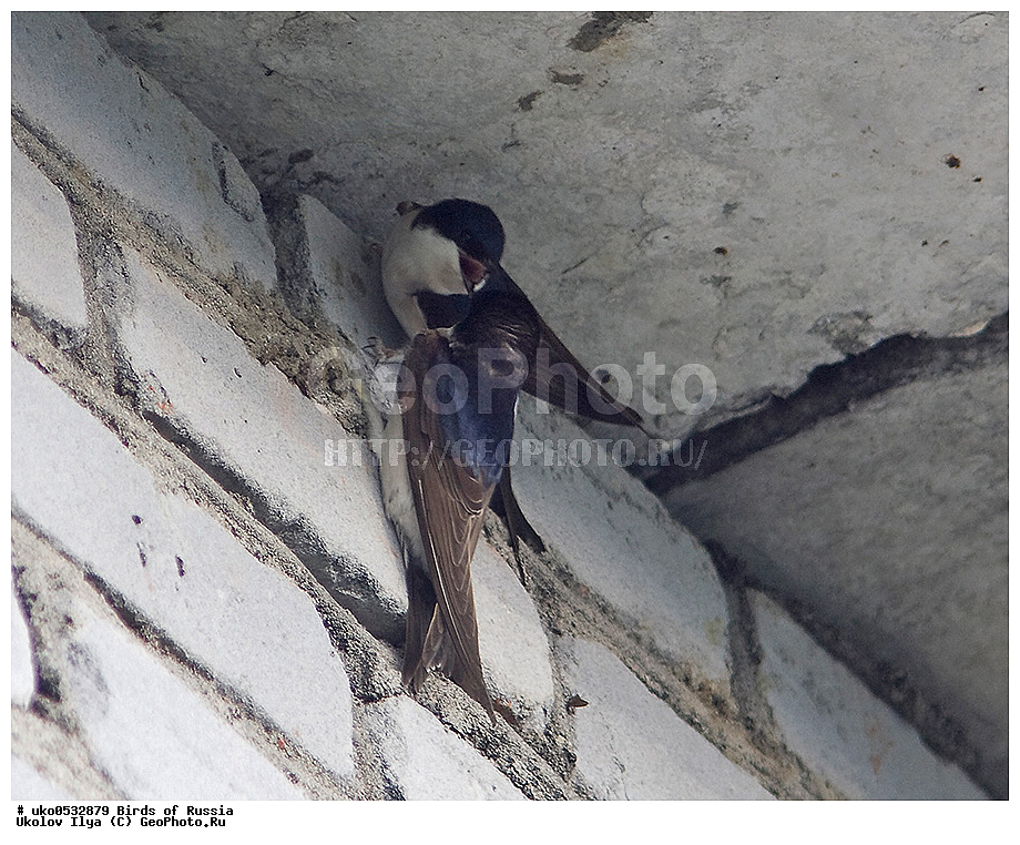 ������, ��������, ��������, �����, �����, ��������, �����������, XYZ, �����������, Hirundinidae, ��������� ��������, �������, Delichon urbicum, Delichon urbica, ����������� ����� ������, �����������, ���������� �������