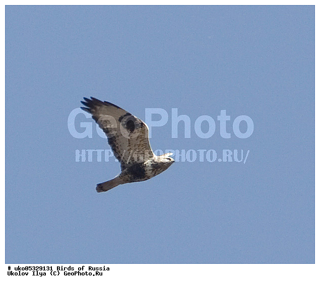 �����������, ���������� �������, ����������� ����� ������, ������, ��������, ��������, �����, �����, ��������, �����������, ������ �����, ������ �����, XYZ, ����������, Accipitridae, ������, ���������� �����, Buteo lagopus