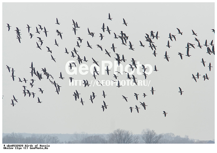 �����������, ���������� �������, ����������� ����� ������, ������, ��������, ��������, �����, �����, ��������, �����������, �����������������, ������������� �����, ������������� �����, XYZ, ������, Anatidae, ��������� ����, ���������, Anser albifrons