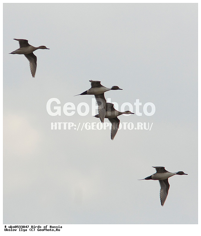 �����������, ���������� �������, ����������� ����� ������, ������, ��������, ��������, �����, �����, ��������, �����������, �����������������, ������������� �����, ������������� �����, XYZ, ������, Anatidae, ����������, Anas acuta