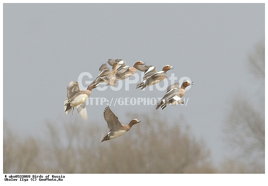 �����������, ���������� �������, ����������� ����� ������, ������, ��������, ��������, �����, �����, ��������, �����������, �����������������, ������������� �����, ������������� �����, XYZ, ������, Anatidae, ������, ������������ ������, Anas penelope, Mareca penelope