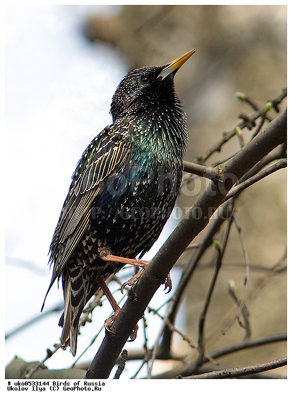 �����������, ���������� �������, ����������� ����� ������, ������, ��������, ��������, �����, �����, ��������, �����������, XYZ, ����������, Sturnidae, ������������ �������, Sturnus vulgaris