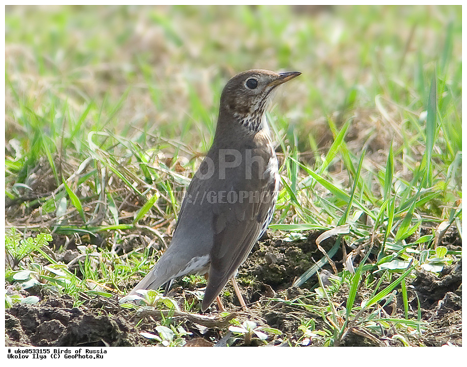 �����������, ���������� �������, ����������� ����� ������, ������, ��������, ��������, �����, �����, ��������, �����������, XYZ, ���������, Turdidae, ������ �����, Turdus philomelos