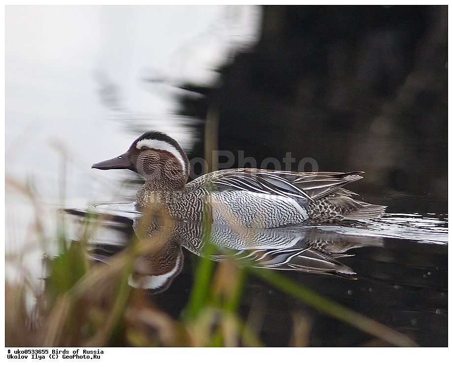 �����������, ���������� �������, ����������� ����� ������, ������, ��������, ��������, �����, �����, ��������, �����������, �����������������, ������������� �����, ������������� �����, XYZ, ������, Anatidae, �����-���������, Anas querquedula