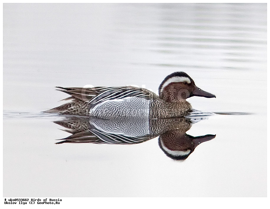 �����������, ���������� �������, ����������� ����� ������, ������, ��������, ��������, �����, �����, ��������, �����������, �����������������, ������������� �����, ������������� �����, XYZ, ������, Anatidae, �����-���������, Anas querquedula