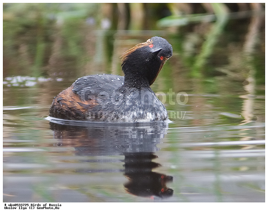 �����������, ���������� �������, ����������� ����� ������, ������, ��������, ��������, �����, �����, ��������, �����������, ������� �����, ������� �����, XYZ, ����������, Podicipedidae, ����������� �������, Podiceps nigricollis